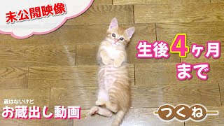 《蔵出し動画》生後1ヶ月～4ヶ月までの茶トラ子猫。未公開シーン♪驚きの成長ぶり