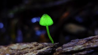 全国こども科学映像祭受賞作品　(102)H28年度第15回審査委員会特別賞『光るキノコはなぜ光る？～パートⅡ～』