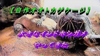【自作オオトカゲケージ】大きなインドホシガメがやってきた！