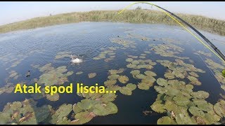 Pierwsze wrześniowe szczupaki 2019 | Spining wczesną jesienią