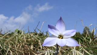 【二部合唱】花は咲く【歌詞付き】