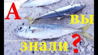 Как ловить рыбу на Черном море с берега