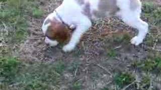 Brittany Puppies 8 weeks old