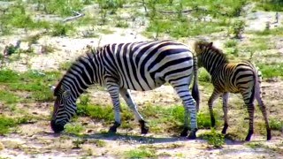 Дикая природа Африки У зебр даже хвосты в полоску! Джума Even the zebra's tail is striped!