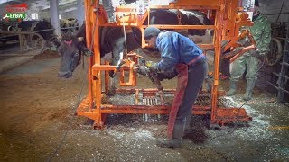 Новая модель станка для обрезки копыт у коров: СКМ 5. Электромеханический| Копытный сервис™