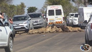 Massive Lion Sightings Roadblocks. A Compilation