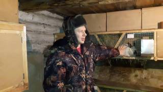 Кормление крольчих горохом//Эксперимент!!!