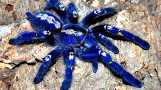 13 RAREST Animals That Are Almost EXTINCT!