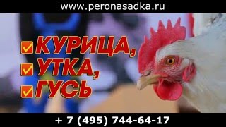 Перосъёмная насадка для домашней и дикой птицы ДакМастерния