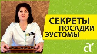СЕКРЕТЫ ПОСАДКИ ЭУСТОМЫ | СЕМЕНА АЛТАЯ