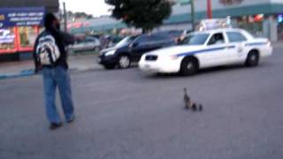 Caution: Ducks Crossing
