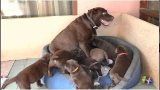 ЩЕНКИ ШОКОЛАДНОГО ЛАБРАДОРА! Одесса Chocolate Labrador puppies.