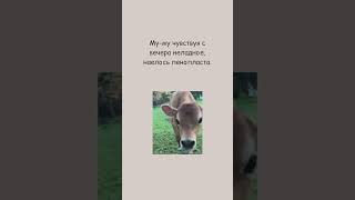 МУ-МУ И ПЕНОПЛАСТ ● Канал смешных анекдотов