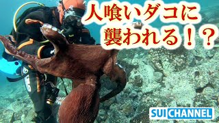 恐怖！！超巨大なタコにダイバーが水中で襲われる！？Giant octopus attacks diver! ?
