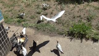 Чайки дерутся под окном  Seagulls fight under the window