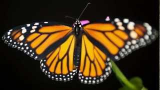 Monarch Caterpillar to Butterfly