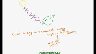 FSc Biology Book1, CH 11, LEC 1: Introduction To Bioenergetics
