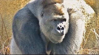 【大激怒】 ゴリラのケンカ part1 （オスが激怒する様子） / 東山動物園 【お父さんは怖い存在のようです】