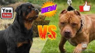 Ротвейлер против Питбуля. Rottweiler against Pit Bull. Animals Battle.
