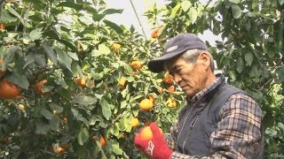 甘み上々　紅まどんな収穫始まる・愛媛新聞