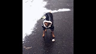 Русский той-терьер Моисей - (Toy terrier Moses )