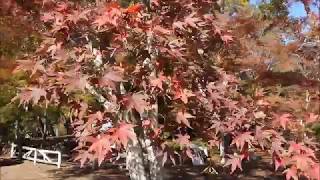 月の石もみじ公園の紅葉