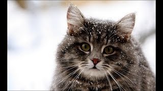 МОИ КОТЫ ГОВОРЯТ СПАСИБО