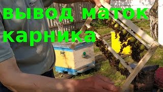 Вывод маток карника