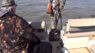 Cormorant Depredation on Santee Cooper!
