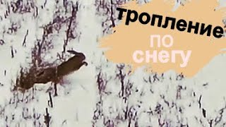 Ищем зайца по следу и находим!1.5 СЕКУНДЫ на ВЫСТРЕЛ!!!Охота на зайца 2018.