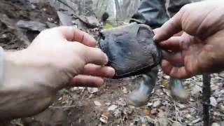 Коп по войне Война в болотах. На блиндажном городке / Searching with Metal Detector