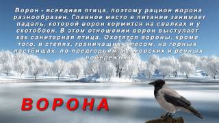 Презентация для детей зимующие птицы (картинки птиц с названиями)