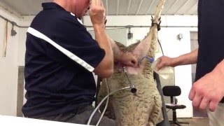 Artificial Breeding Services  Sheep & Goat Embryos & Semen