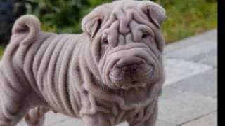 Pug Carlino vs Sharpei, ¿Cuál elegir?