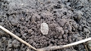 Серебро с рождественского копа.Minelab safari.Коп 2015