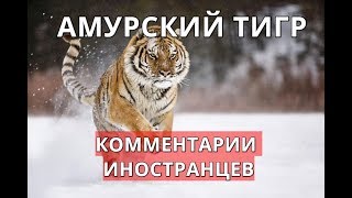 Амурский тигр. Комментарии иностранцев.