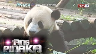 Ang Pinaka: Preservation of the Giant Pandas