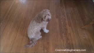 Goldendoodle - Barrett - 2 week Board & Train:  Cincinnati Dog Trainers Off Leash K9