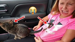БЕССТЫЖИЕ ЖИВОТНЫЕ КОТОРЫЕ ПЕРЕШЛИ ВСЕ ГРАНИЦЫ СМЕШНЫЕ СОБАКИ и КОШКИ