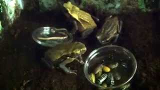 Smooth Sided Toad Setup and Feeding (Bufo Guttatus)