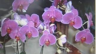 Комнатные цветы. Фаленопсис ( Орхидея).  Нужные Советы начинающим.