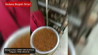 Бедана Тухум Фоизини Кутариш уй шароитида. BEDANA TUXUM FOIZINI KUTARISH UY SHAROITIDA
