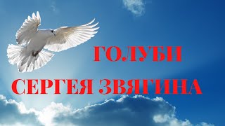 Николаевские голуби полетали.