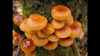 Какие грибы растут в декабре.