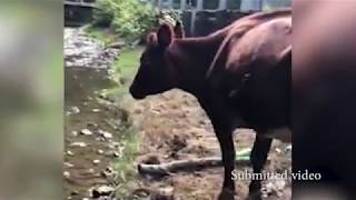 Stranded cow rescued in Floyd County