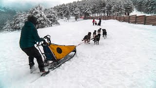 Conocemos el mushing de la mano de Jorge García, subcampeón de España de trineos de perros