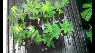 Esquejes de marihuana
