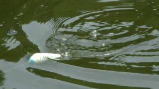 ガウラクラフト　シェイクヒップアクション動画