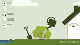 Калина обыкновенная. Инструкция по посадке. СадСвоимиРуками