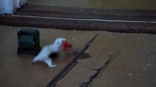 Горностай, Сосиска и Трансформатор - Wild Ermine, Sausage and Transformer